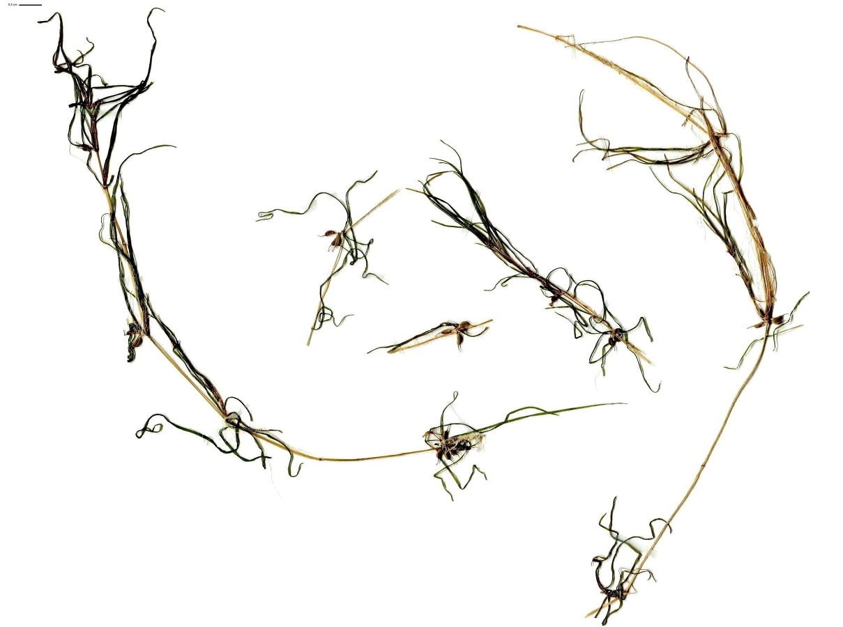 Zannichellia pedunculata (Potamogetonaceae)
